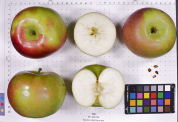 Click for 3 image(s) for this accession.
